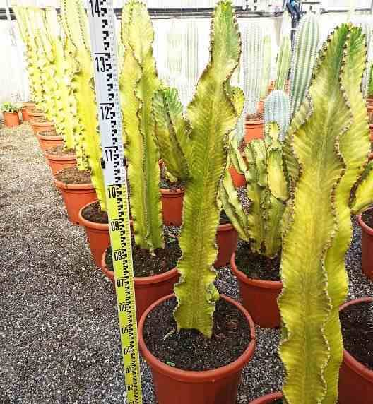 0 - Euphorbia ingens 'Marmorata' Pot de 35L 100/120cm - Image 2