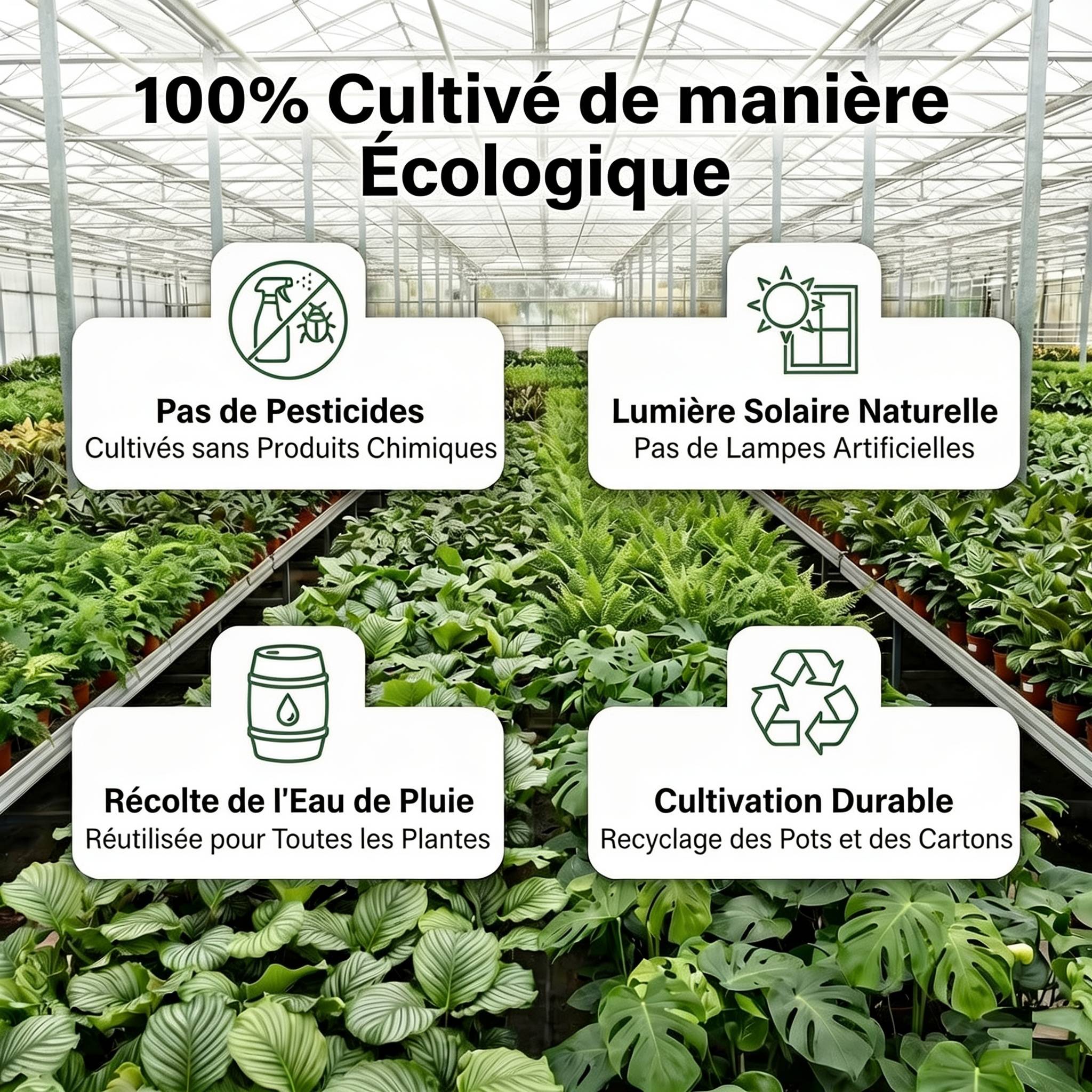 0 - Plantes d'Intérieur - 6 avec Panier - Purificatrices et Faciles - Image 6