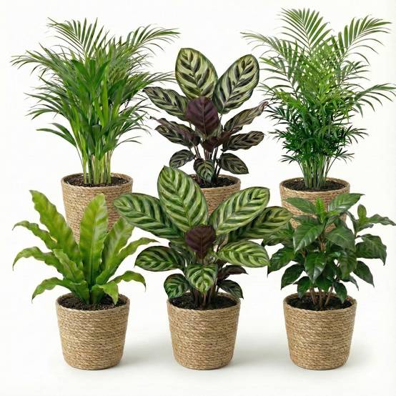0 - Plantes d'Intérieur - 6 avec Panier - Purificatrices et Faciles - Image 1