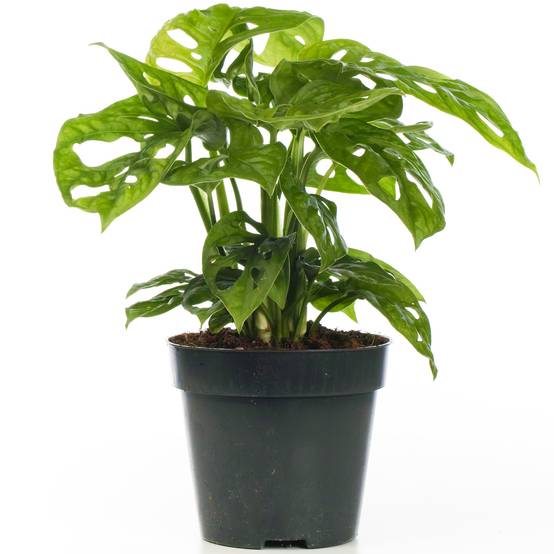 Gardenersdream - Monstera Obliqua En Pot 20-30 Cm Monstera Monkey Leaf Plante D'Intérieur Dépolluante - GardenersDream - Image 2