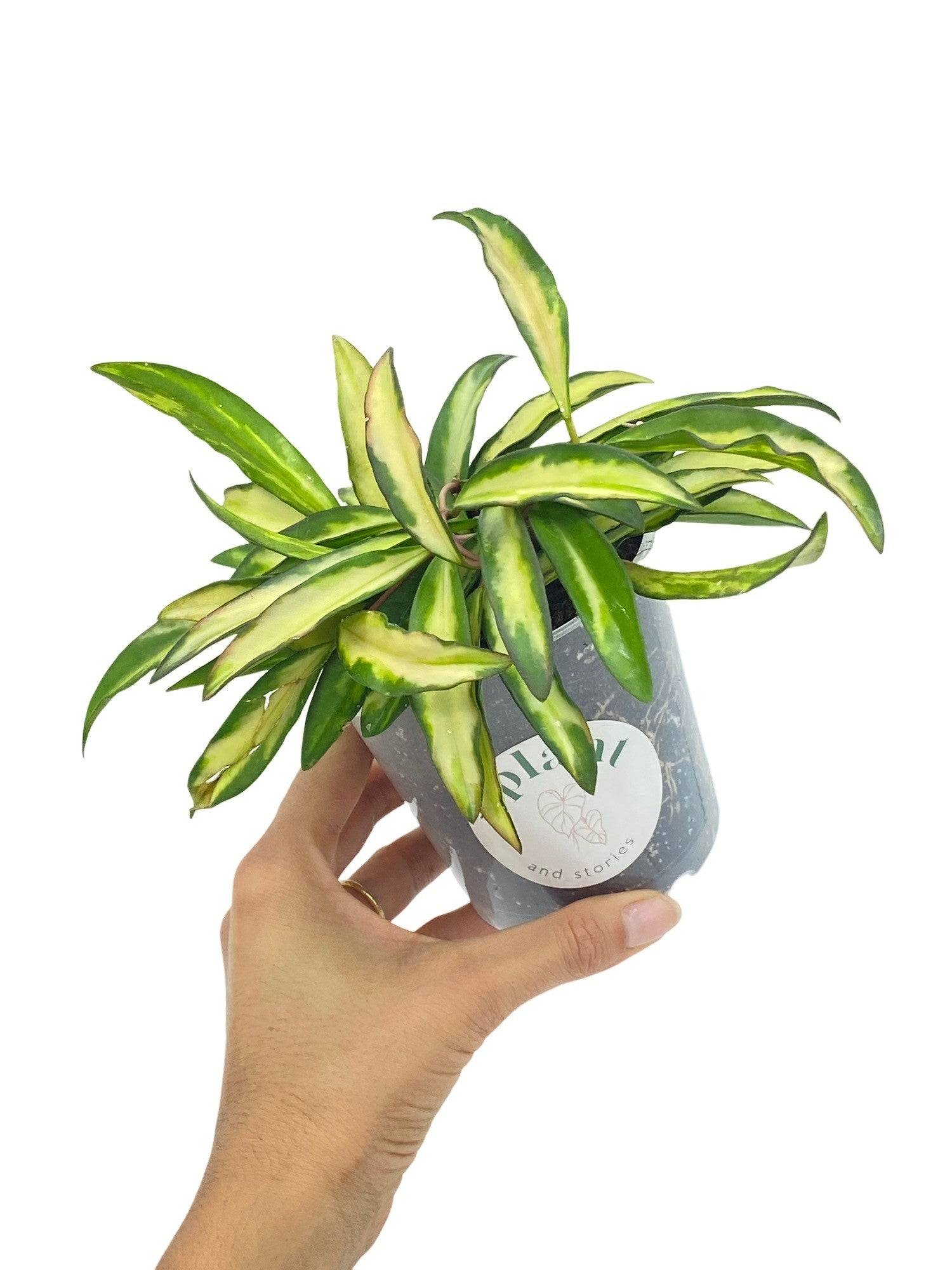 Hoya Wayetii variegata - Pot de 9cm - Plantes d'intérieur - Image 1