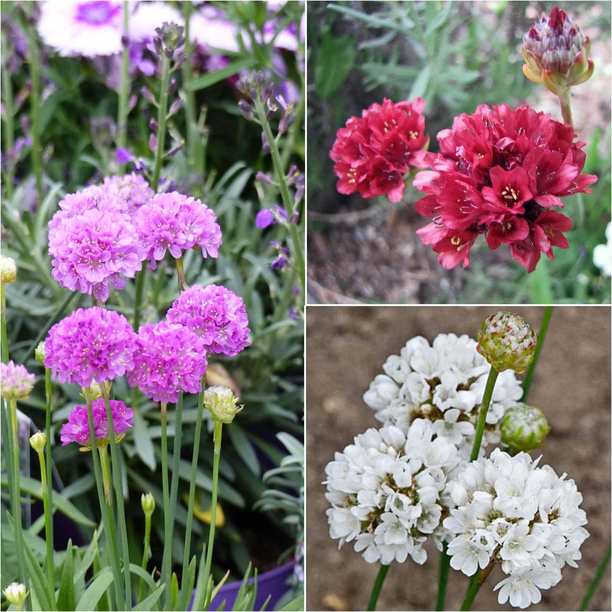 Promesse de Fleurs - Collection 3 Armeria pseudarmeria Ballerina - Collection de 3 plantes