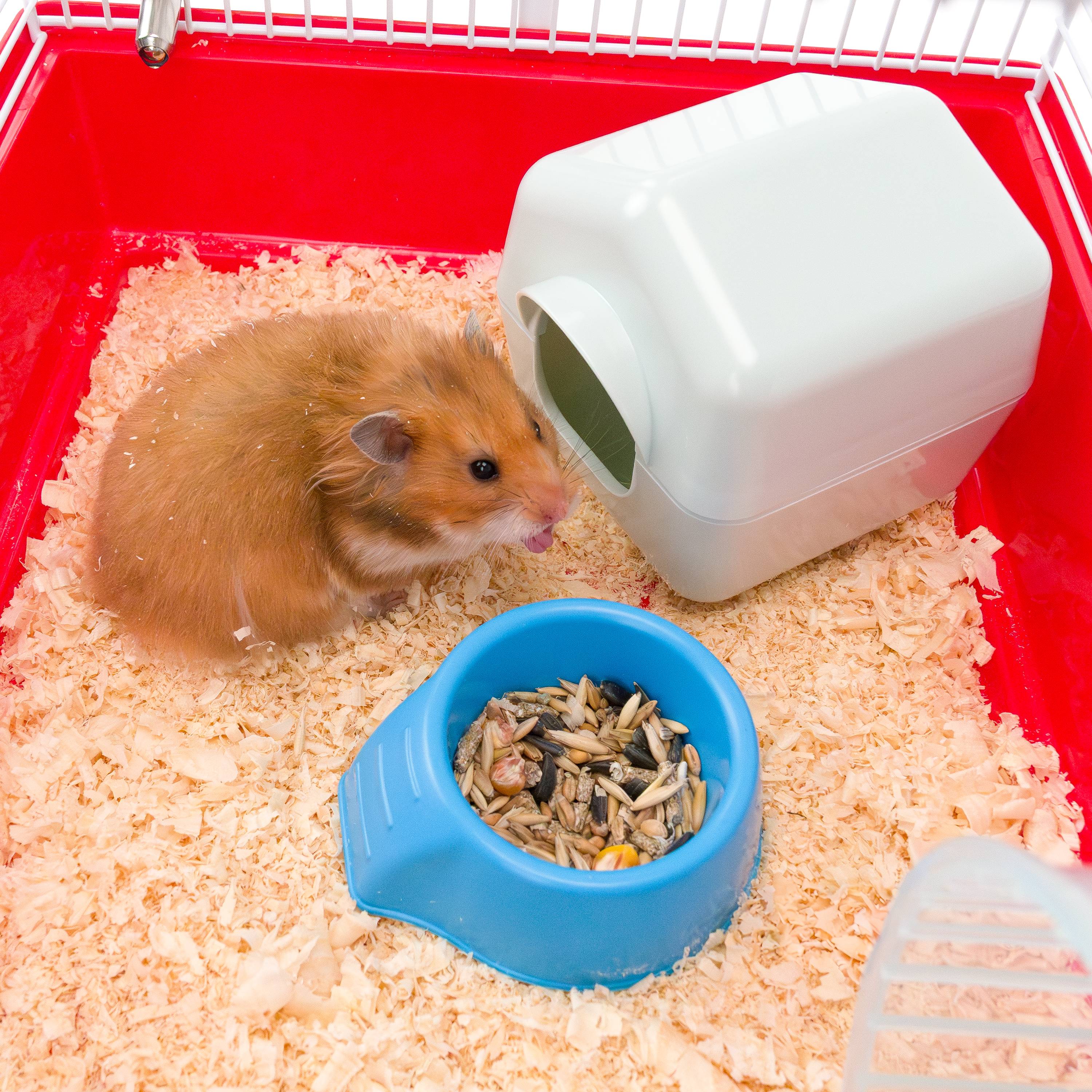 Ferplast - Cage pour Hamsters Petits Rongeurs CRICETI 9, en Plastique, Accessoires inclus - Image 6