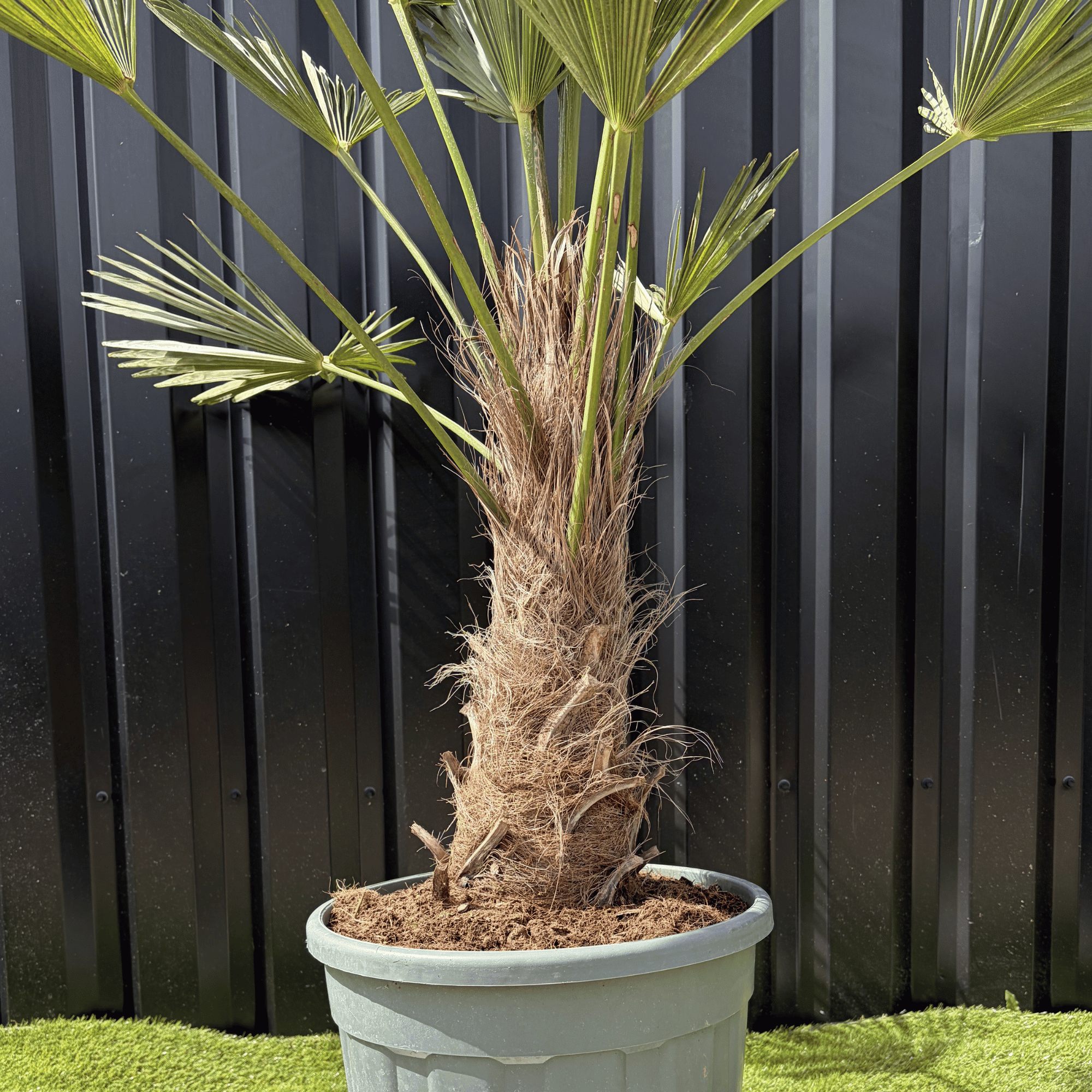 Palmier Trachycarpus Wagnerianus Tronc de 30/40 cm, H.120 cm - Image 4