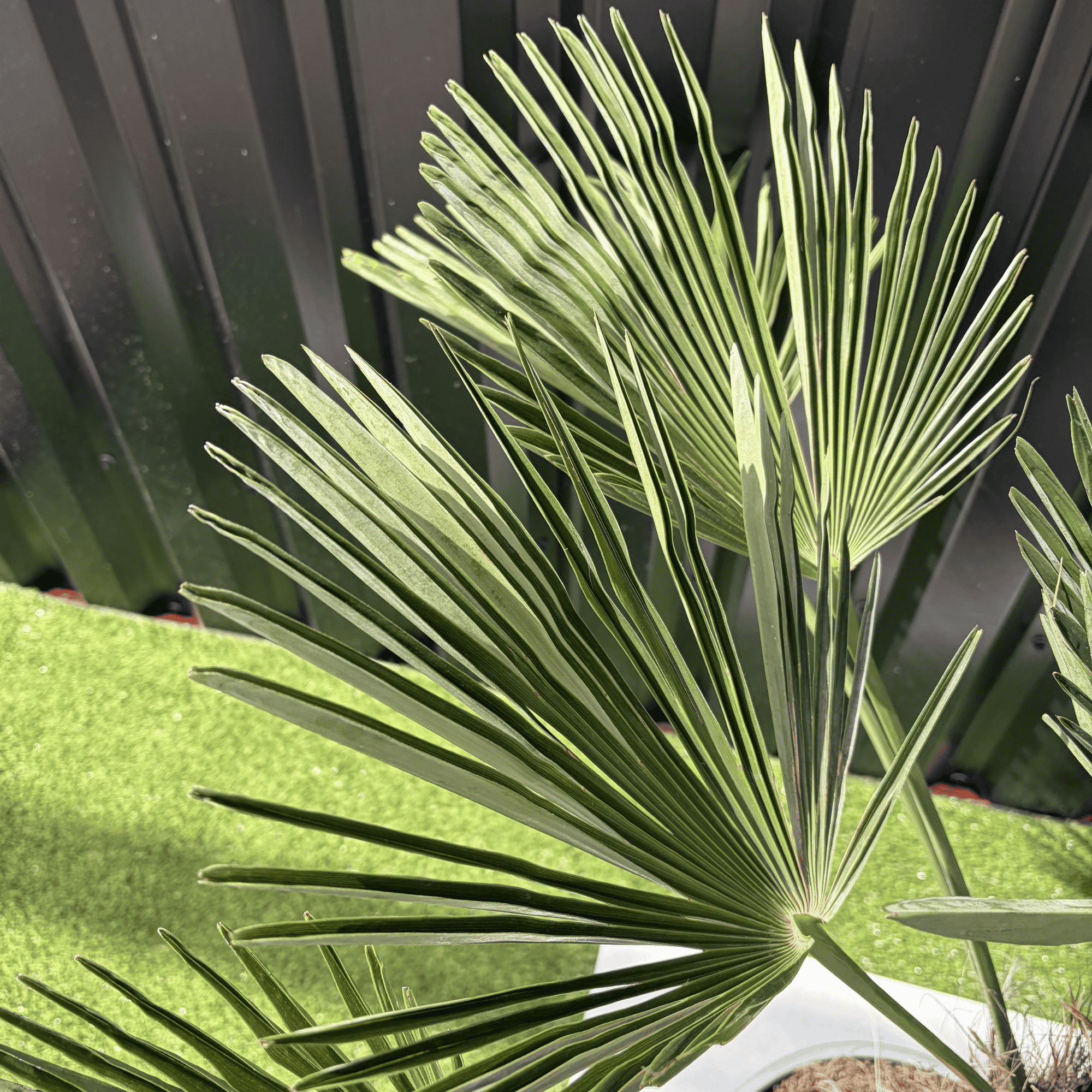Palmier Trachycarpus Wagnerianus Tronc de 30/40 cm, H.120 cm - Image 2