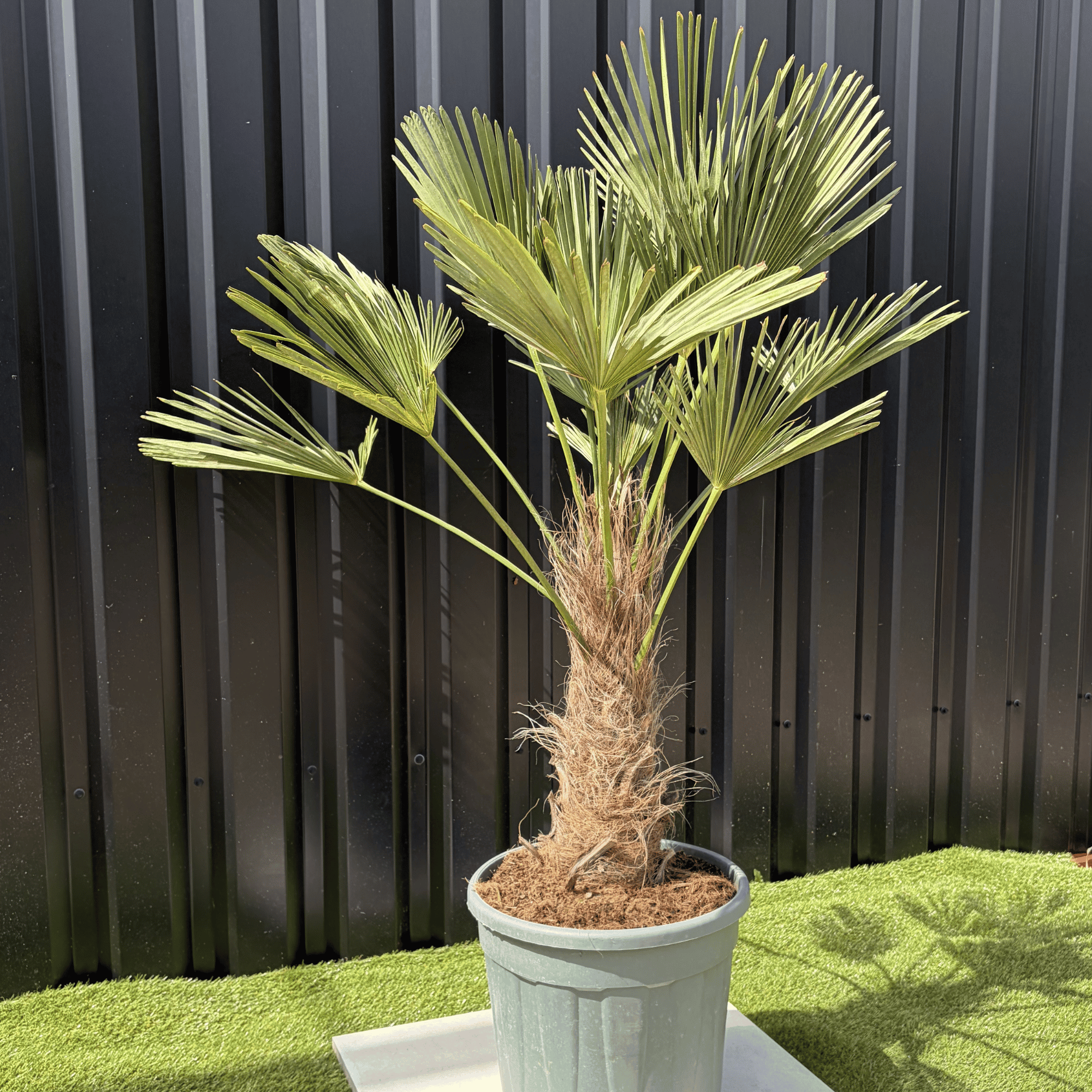 Palmier Trachycarpus Wagnerianus Tronc de 30/40 cm, H.120 cm - Image 3