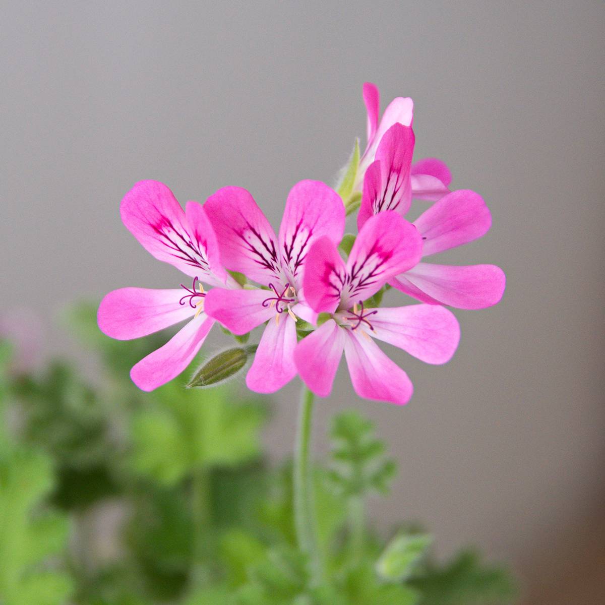 Promesse de Fleurs - Pelargonium odorant Pink Capricorn - Géranium parfum rose coriandre Godet de 8/9 cm