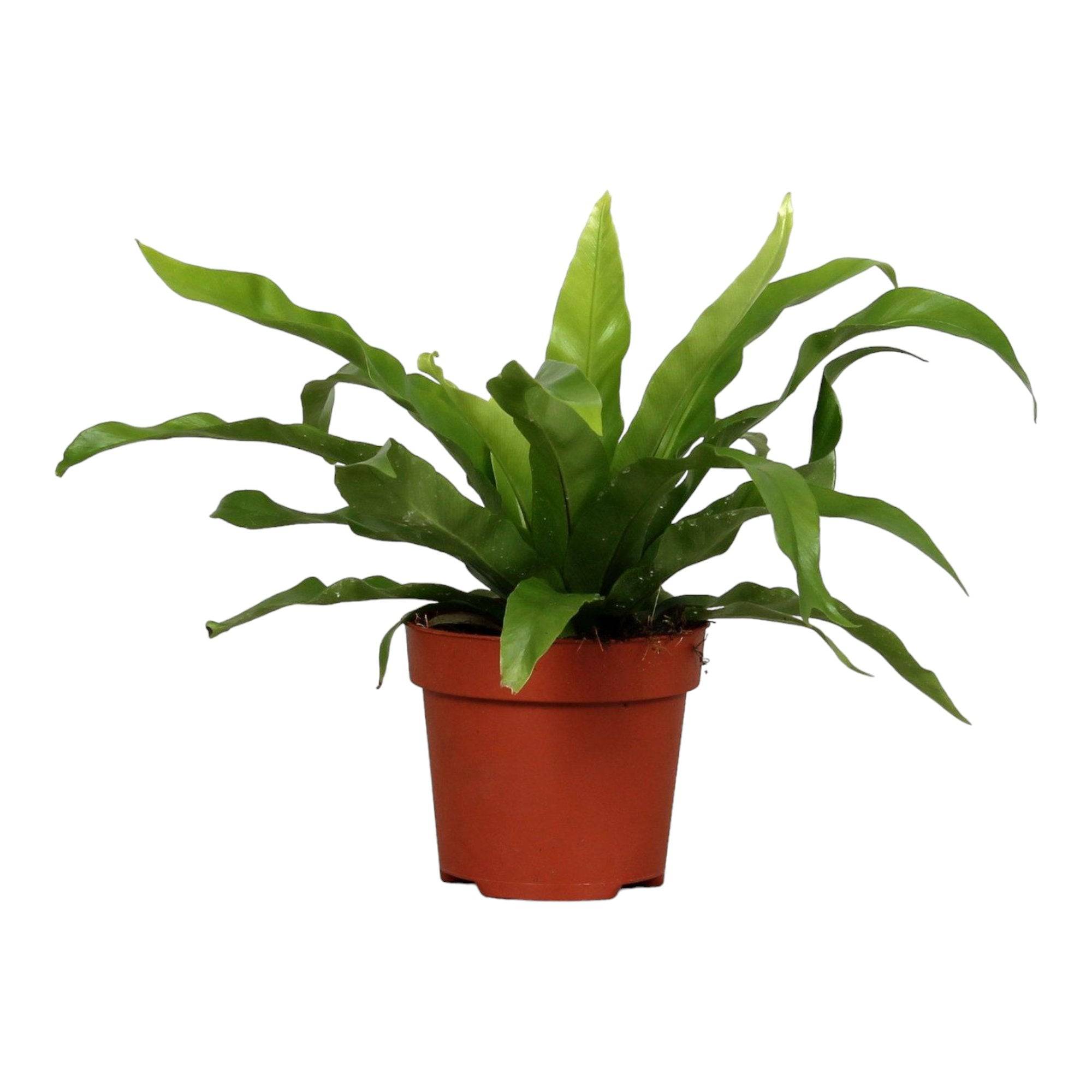 Asplenium 'Antiquum' 25cm - Plante d'intérieur- La Green Touch - Image 2