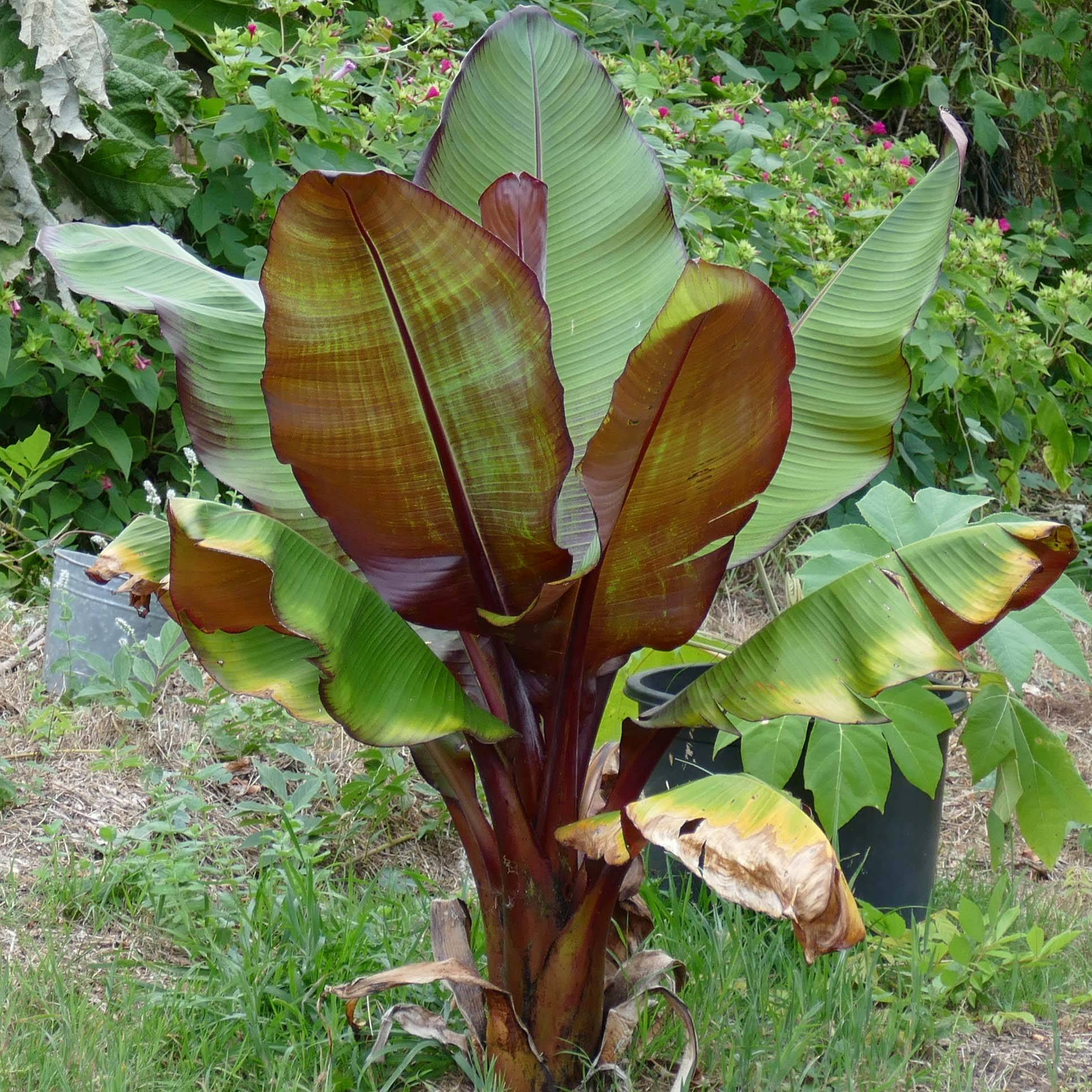 Ensete ventricosum Maurelii - Bananier rouge d'Abyssinie Pot de 4L/5L