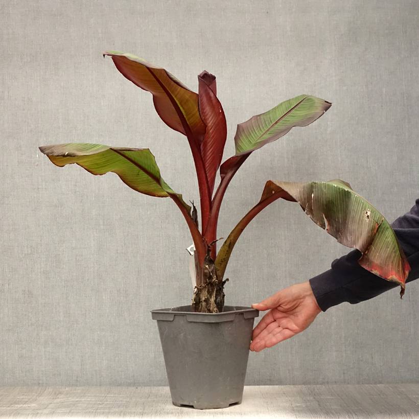 Ensete ventricosum Maurelii - Bananier rouge d'Abyssinie Pot de 4L/5L - Image 2