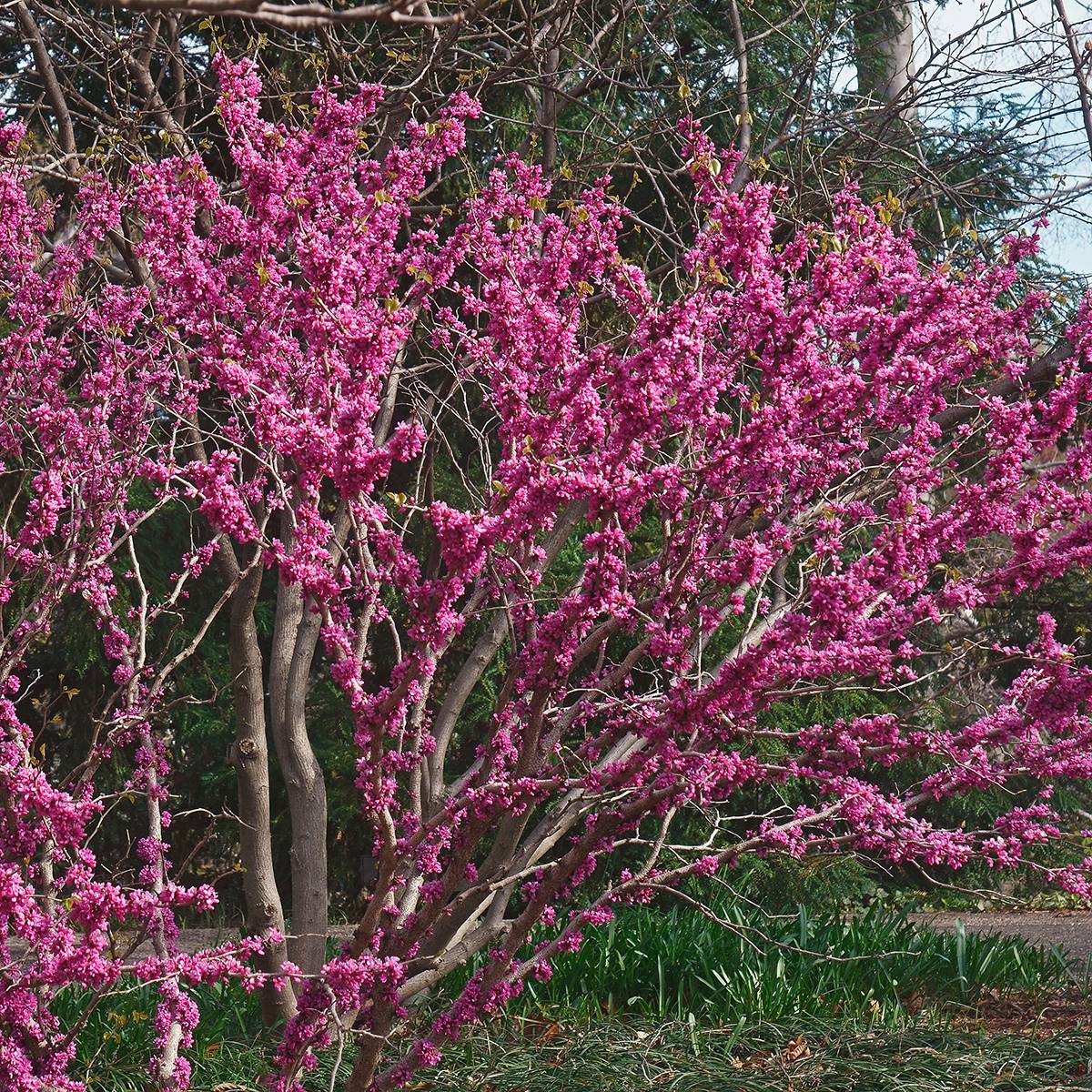 Cercis chinensis Don Egolf - Gainier de Chine compact Pot de 12L/15L, Tige, Tige de 120 cm