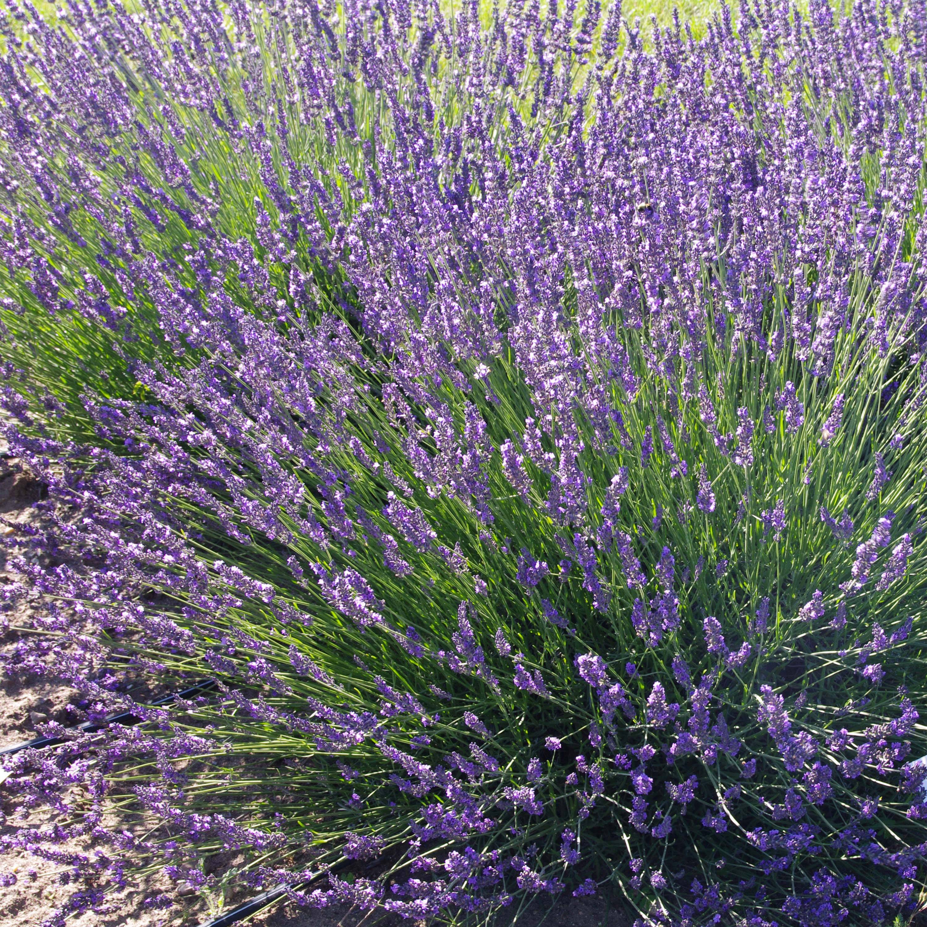 Lavande intermedia Phenomenal (Niko) - Lavandin Pot de 2L/3L