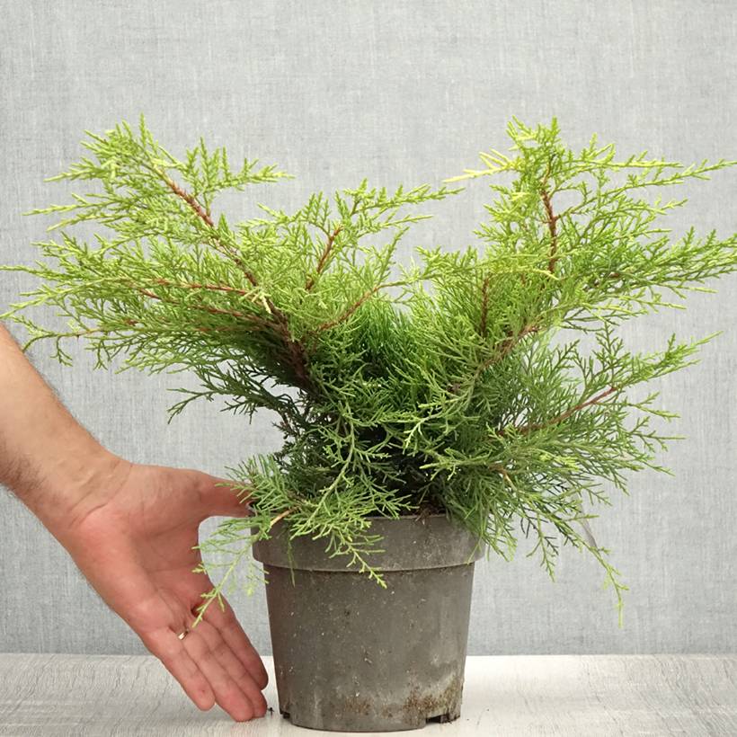Juniperus chinensis Golden Saucer - Genévrier hybride Pot de 2L/3L - Image 2
