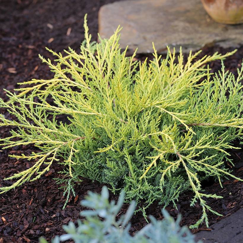 Juniperus chinensis Golden Saucer - Genévrier hybride Pot de 2L/3L - Image 1