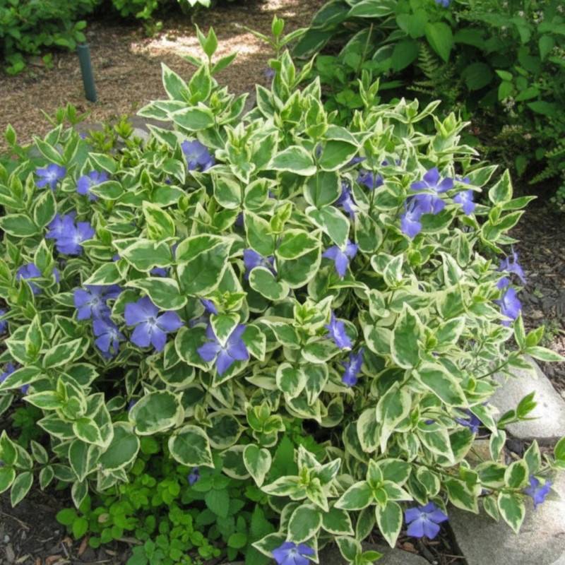 Pervenche panachée à fleurs Bleue/ - feuillage Persistant - Godet - 5/20 cm