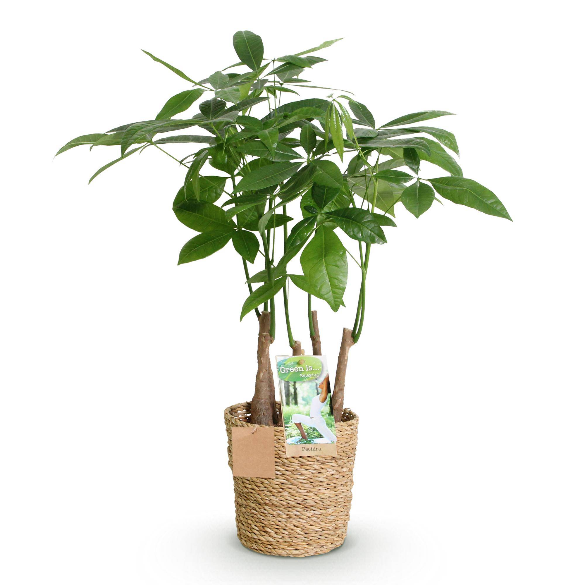 Pachira Aquatica plusieurs pieds - Arbre à argent - Pot de 17cm - Hauteur 50-55cm - Panier - Plantes d'intérieur - Image 2