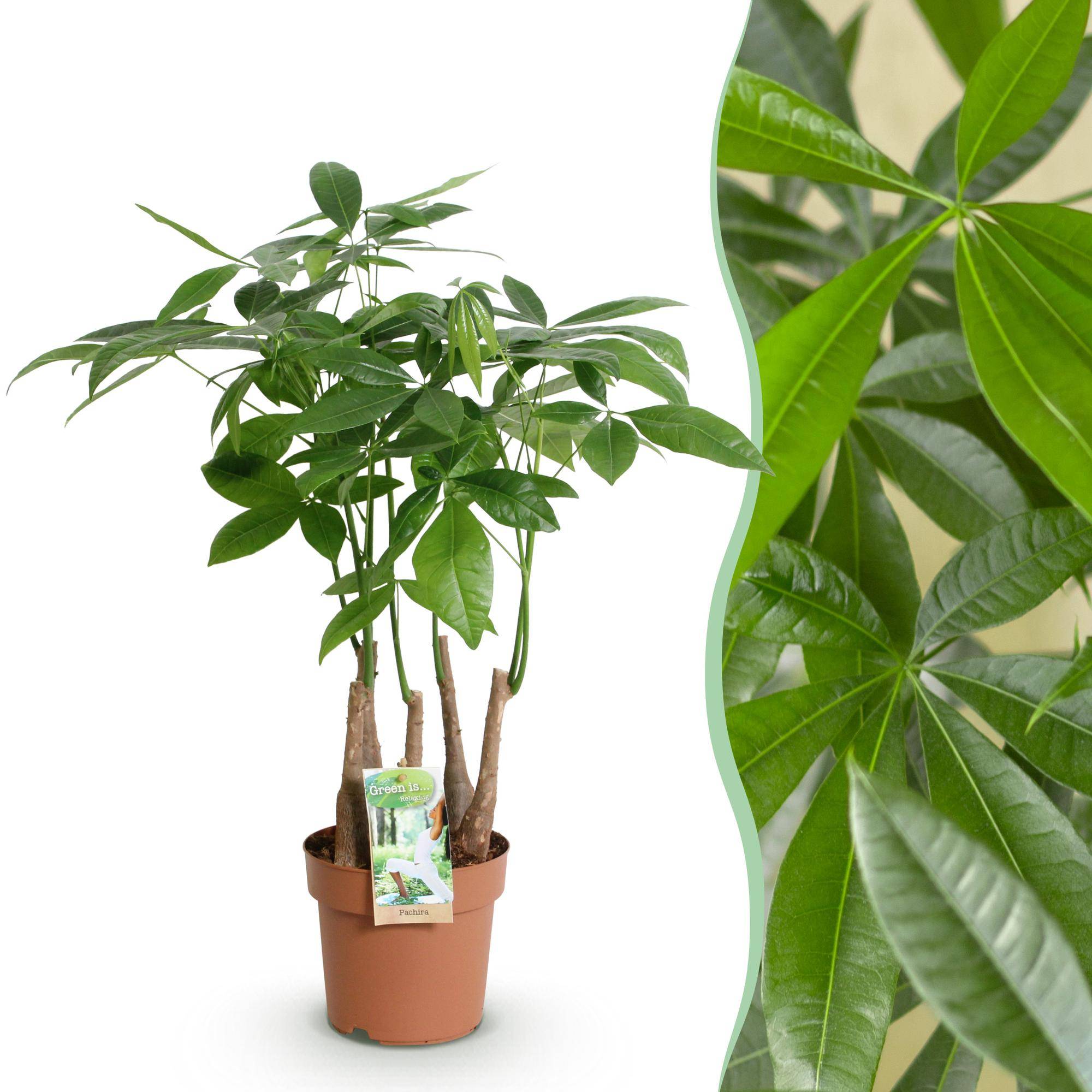 Pachira Aquatica plusieurs pieds - Arbre à argent - Pot de 17cm - Hauteur 50-55cm - Panier - Plantes d'intérieur - Image 7