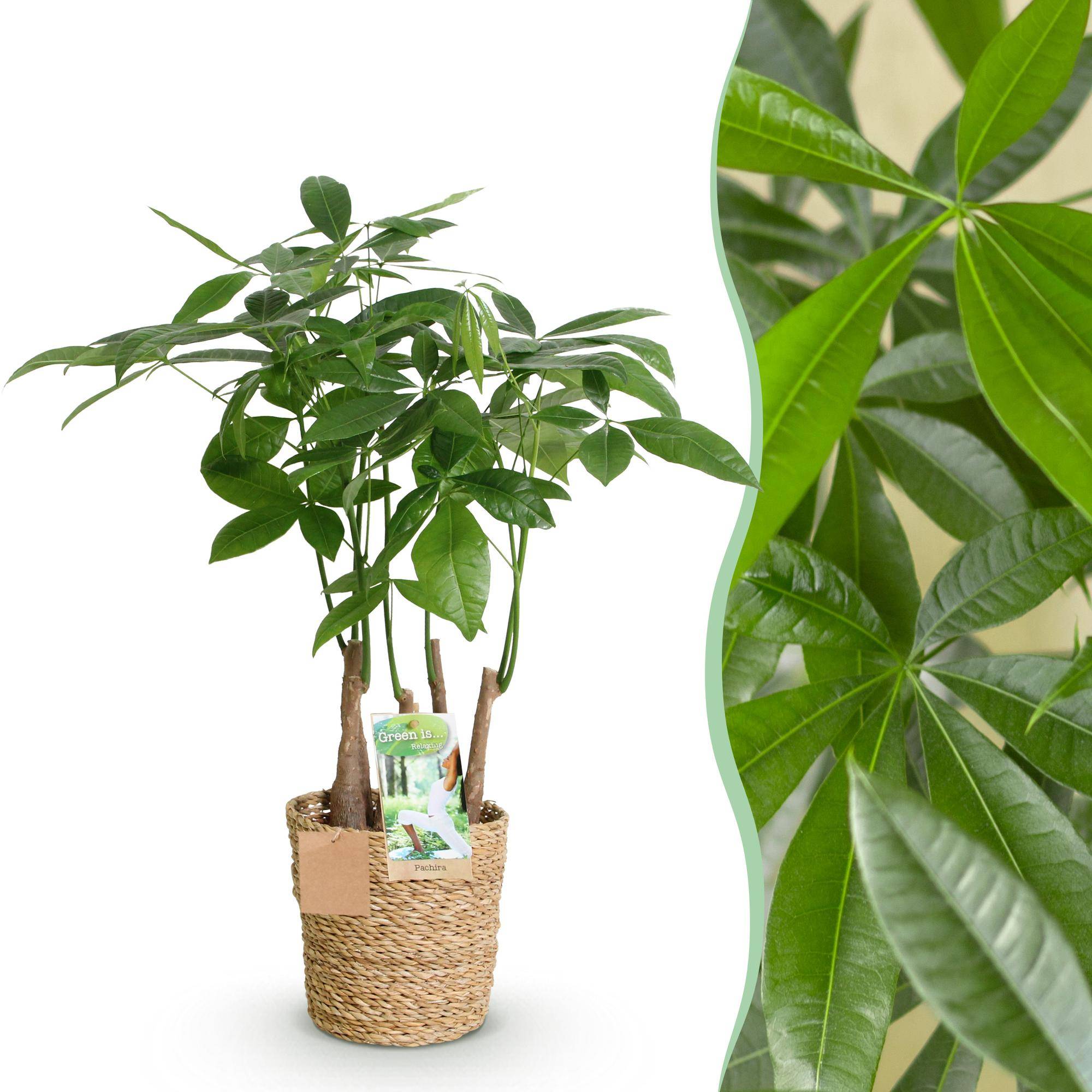 Pachira Aquatica plusieurs pieds - Arbre à argent - Pot de 17cm - Hauteur 50-55cm - Panier - Plantes d'intérieur