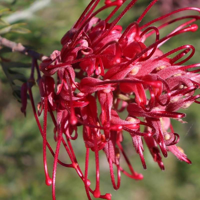 Grevillea Canberra Gem, Grevillea à fleurs Rose/Rouge - feuillage Persistant - Pot de 7,5L - 80/100 cm - Image 3