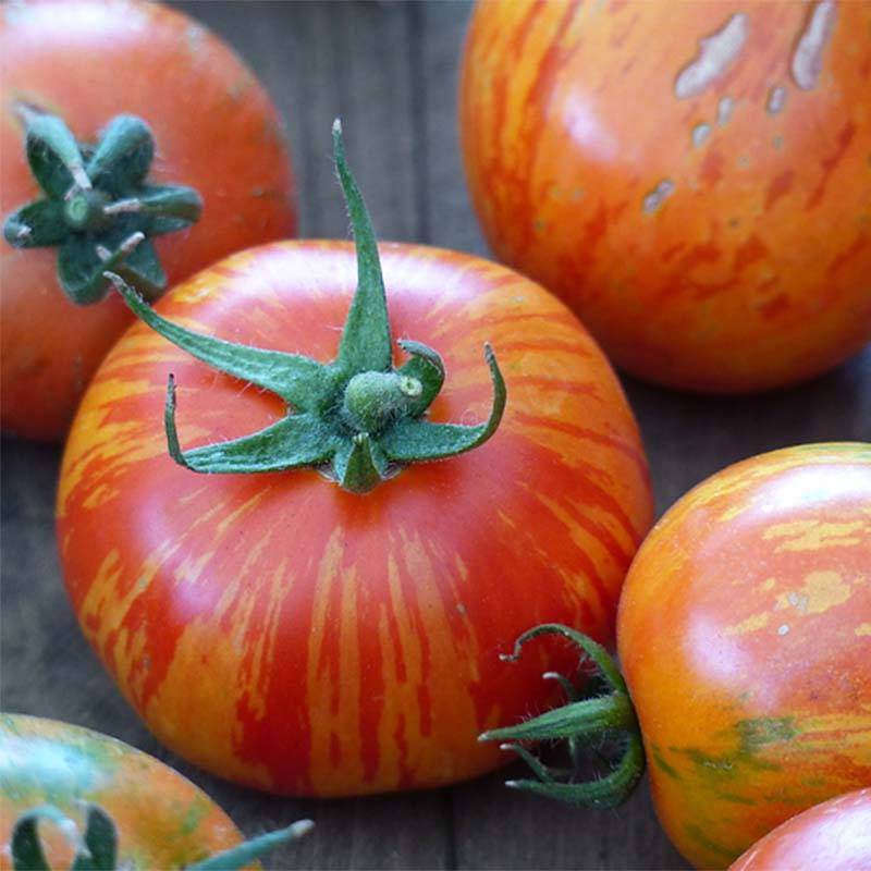 Tomate Tigerella le sachet de 50 graines environ (0,15g)