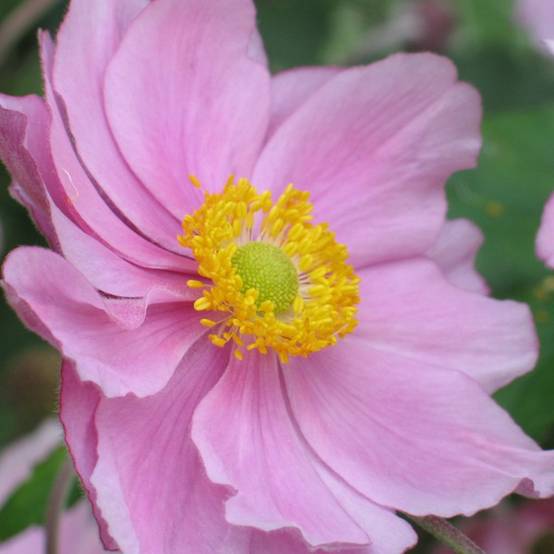 Anémone du Japon Rubra Plena - Anemone hybrida Godet de 8/9 cm