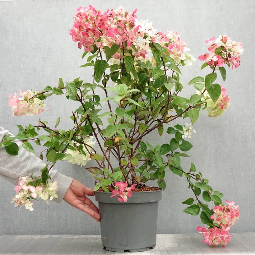 Promesse de Fleurs - Hydrangea paniculata Diamant Rouge - Hortensia paniculé Pot de 7,5L/10L, Buisson, 3/4 branches - Image 2