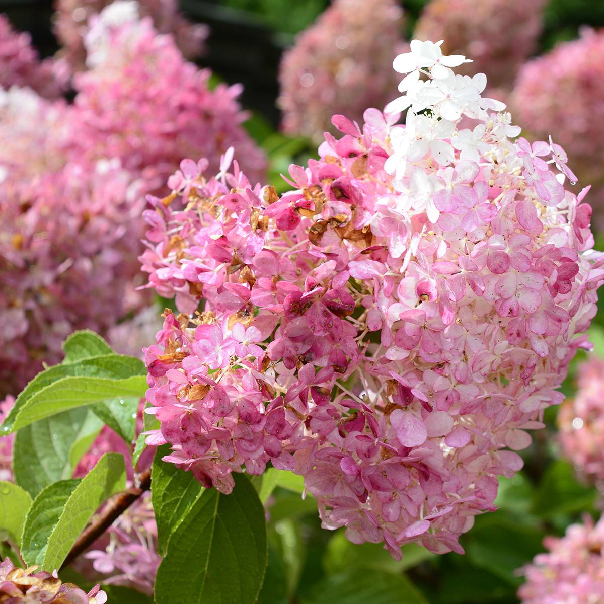 Promesse de Fleurs - Hydrangea paniculata Diamant Rouge - Hortensia paniculé Pot de 7,5L/10L, Buisson, 3/4 branches - Image 1