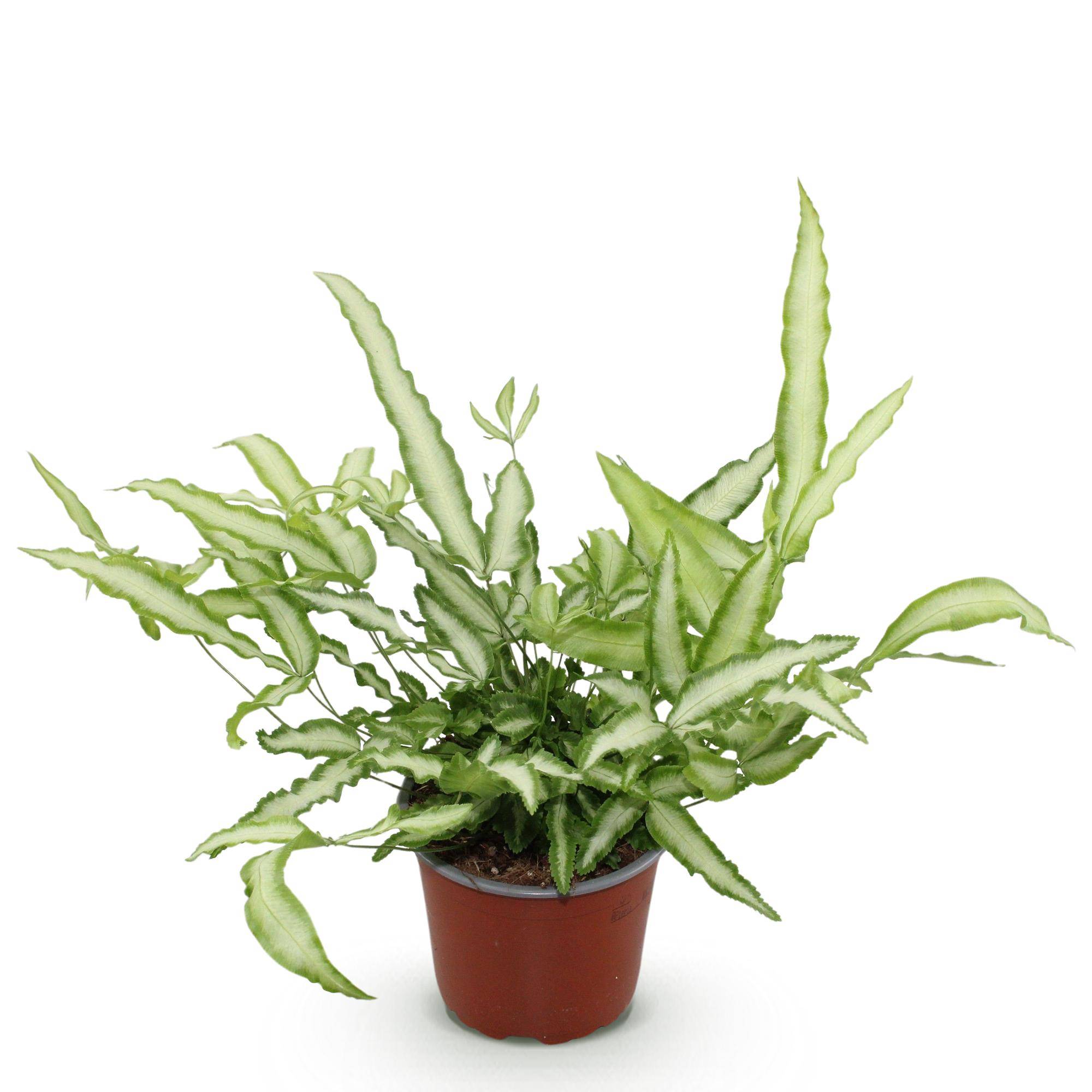 Pteris cretica Albolineata - Pet-friendly - Plante fougère - Pot de 12cm - Hauteur 20-30cm - 1 plante - Sans cache-pot - Plantes d'intérieur - Image 2