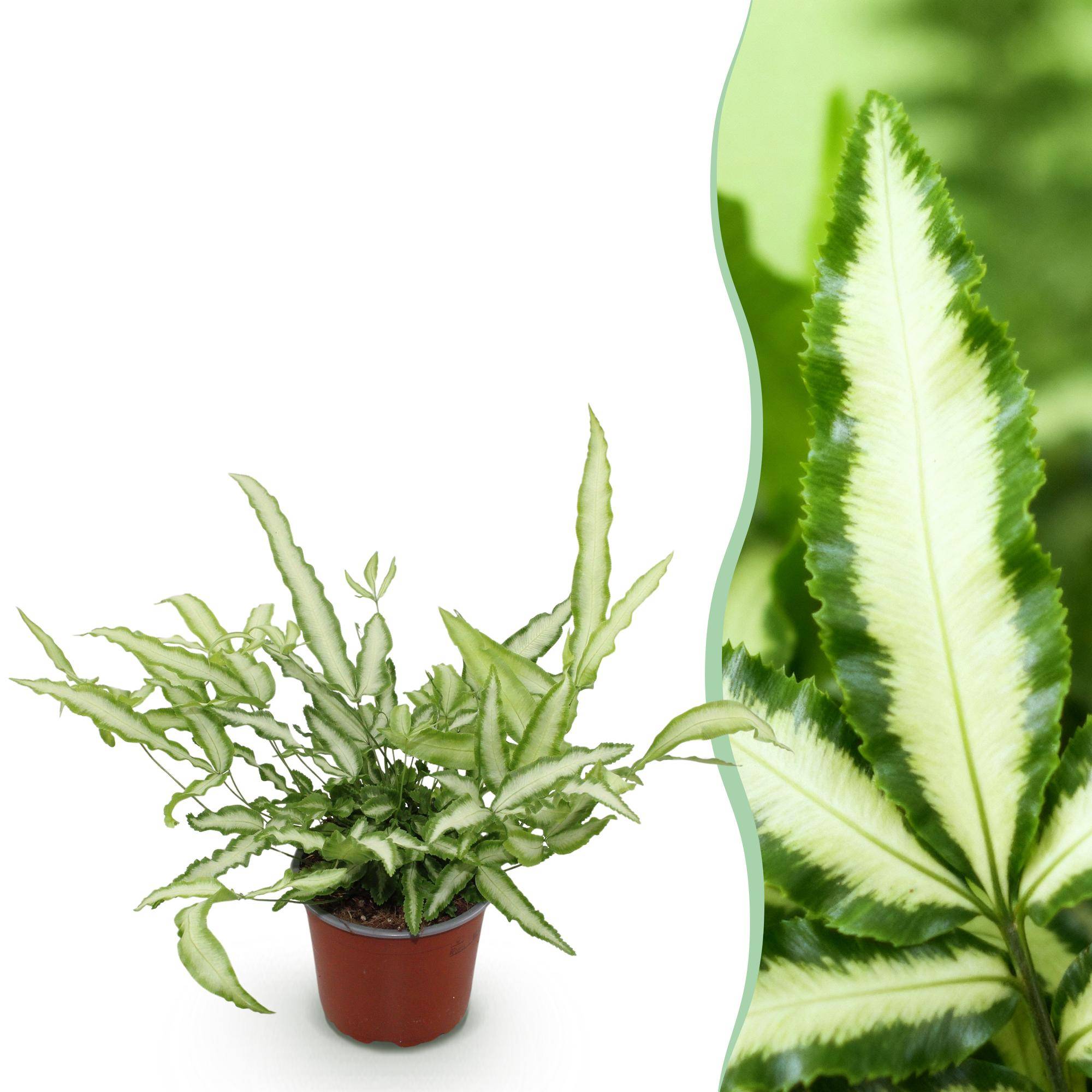 Pteris cretica Albolineata - Pet-friendly - Plante fougère - Pot de 12cm - Hauteur 20-30cm - 1 plante - Sans cache-pot - Plantes d'intérieur - Image 1
