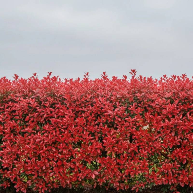 Photinia Camilvy à fleurs Blanche - feuillage Persistant - Pot de 7,5L - Tigette-  hauteur à maturité De 2,50 m à 3,00 m - Image 3