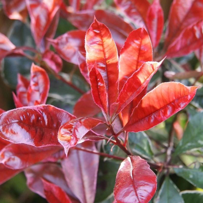 Photinia Camilvy à fleurs Blanche - feuillage Persistant - Pot de 7,5L - Tigette-  hauteur à maturité De 2,50 m à 3,00 m - Image 2