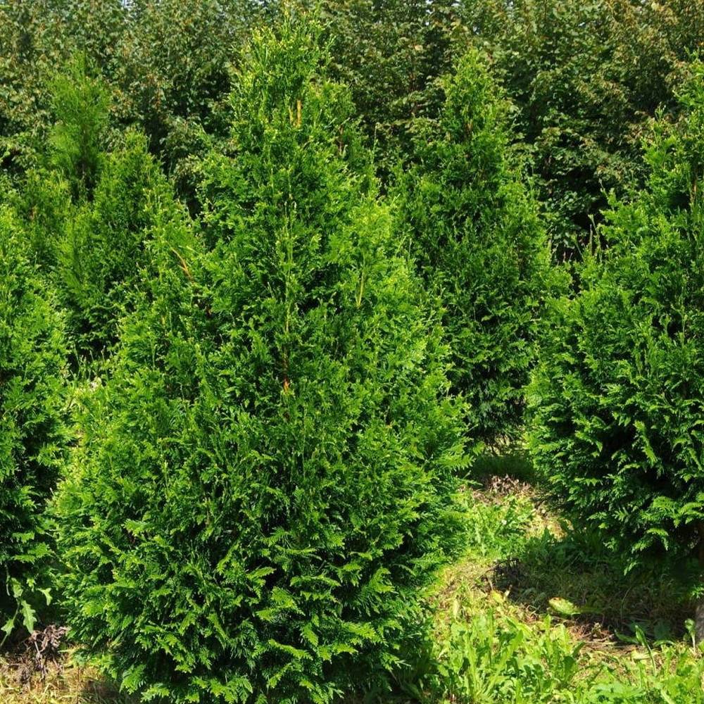 Thuja plicata Can-Can - Thuya compact Godet de 8/9 cm