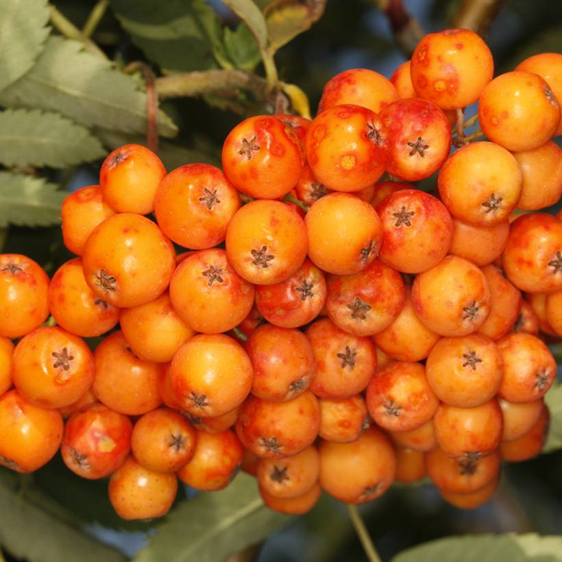 Sorbier - Sorbus x arnoldiana Copper Glow Pot de 4L/5L