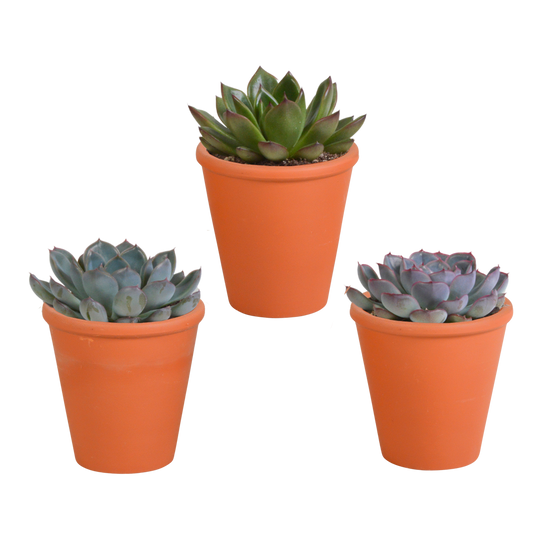 Mélange Echeveria 8,5 cm - 3x - pot terre cuite - ↕15cm - Plantes d'intérieur - Image 1