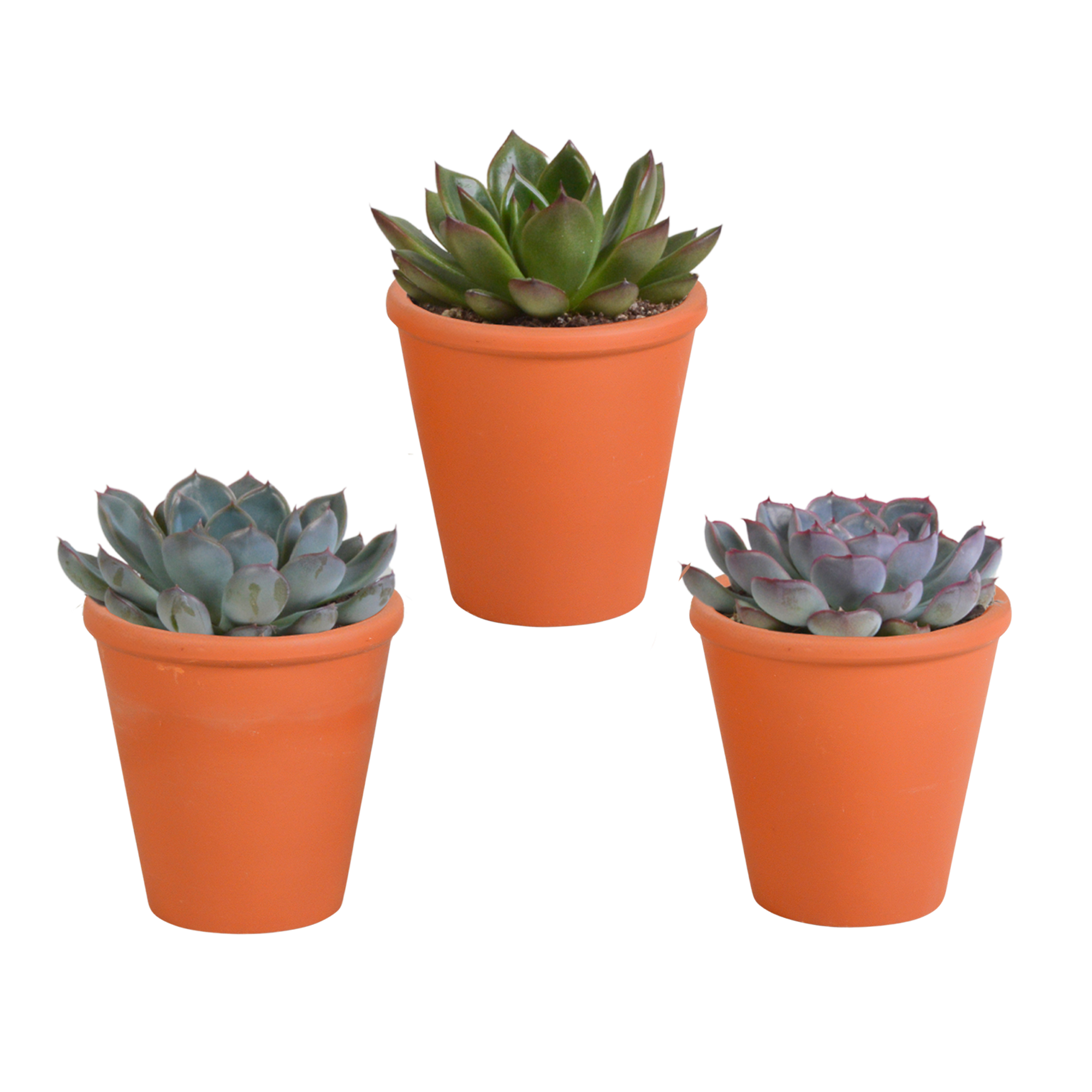 Mélange Echeveria 8,5 cm - 3x - pot terre cuite - ↕15cm - Plantes d'intérieur - Image 1