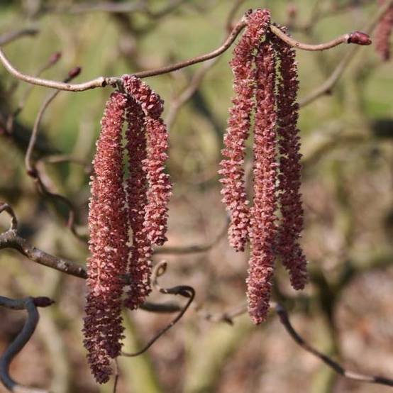 Promesse de Fleurs - Noisetier tortueux pourpre - Corylus avellana Red Majestic Pot de 12L/15L - Image 1