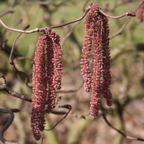 Promesse de Fleurs - Noisetier tortueux pourpre - Corylus avellana Red Majestic Pot de 12L/15L