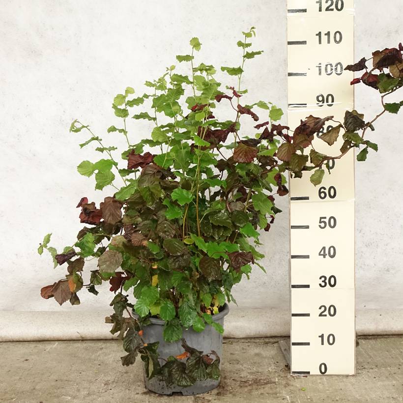 Promesse de Fleurs - Noisetier tortueux pourpre - Corylus avellana Red Majestic Pot de 12L/15L - Image 2