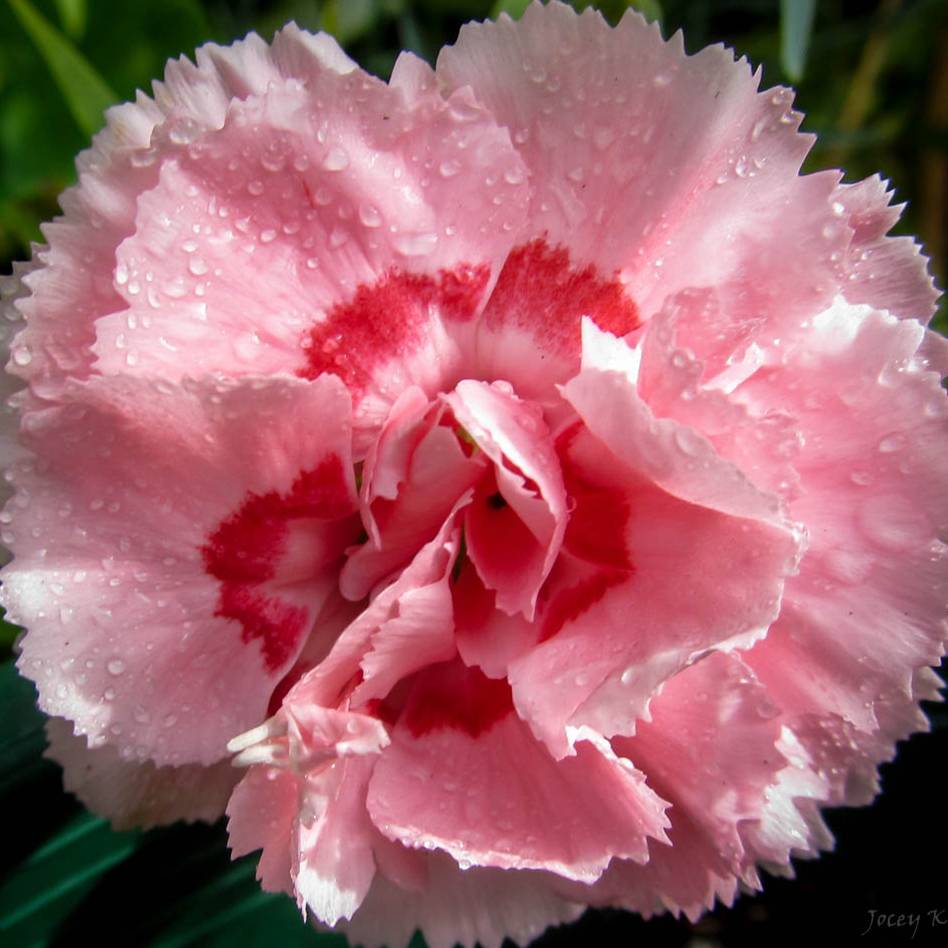 Promesse de Fleurs - Dianthus plumarius Doris - Oeillet mignardise rose saumon et pourpre Godet de 8/9 cm