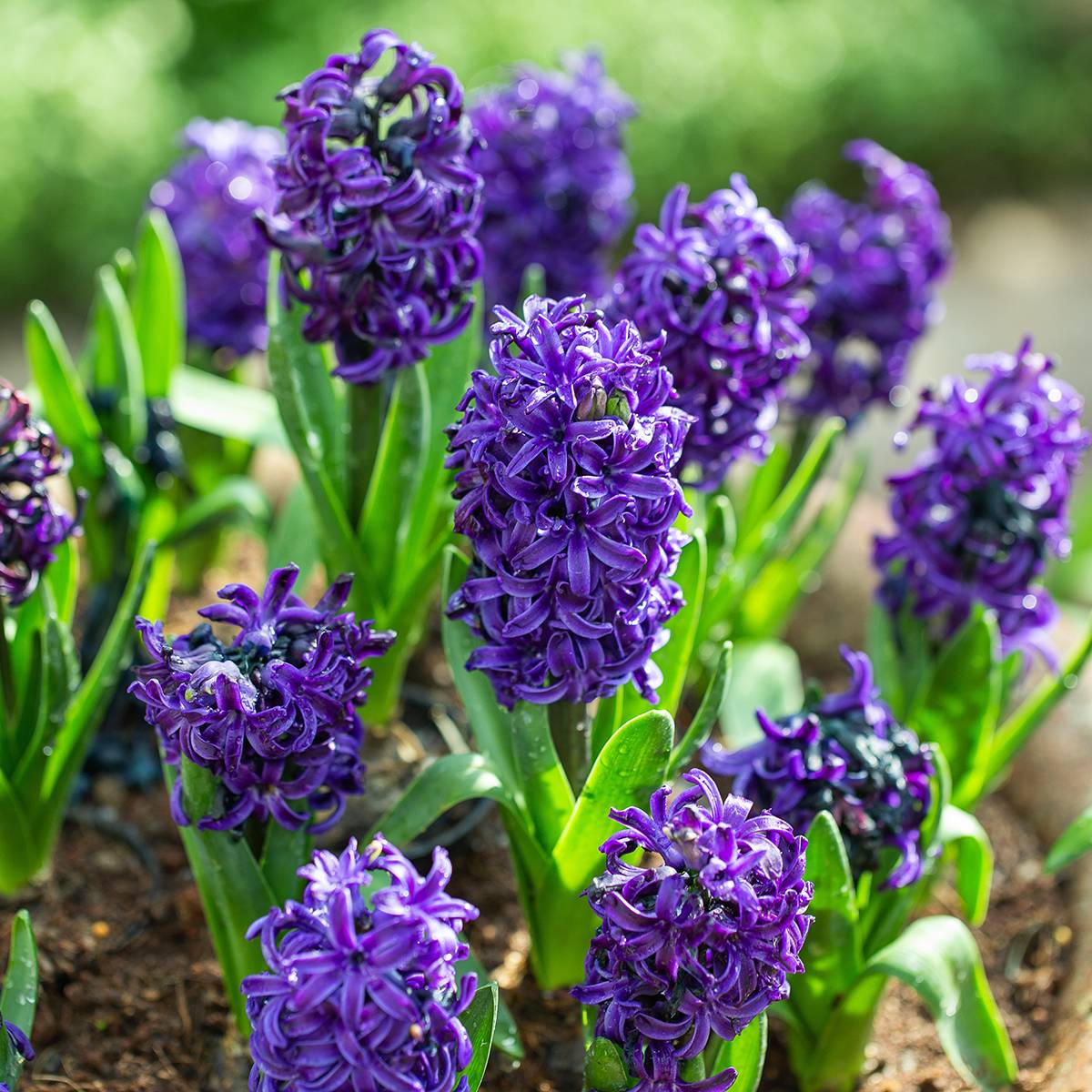 Promesse de Fleurs - Jacinthe Atlantic Bulbe calibre 18/19 (par 5)