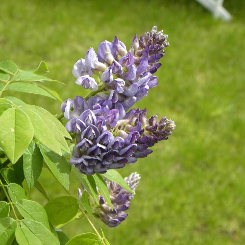 Glycine d'Amérique Longwood Purple à fleurs Mauve - feuillage Caduc - Pot de 3L - Echelle bambou 60/120 cm- hauteur à maturité De 3,00 m à 5,00 m - Image 1