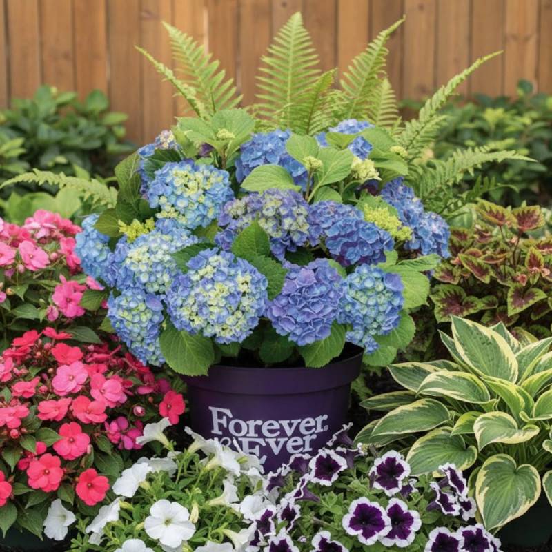 Hortensia Forever&Ever® Bleu, Hydrangea macrophylla à fleurs Bleue - feuillage Caduc - Pot de 12L - 50/60 cm- hauteur à maturité De 1,00 m à 1,50 m - Image 4