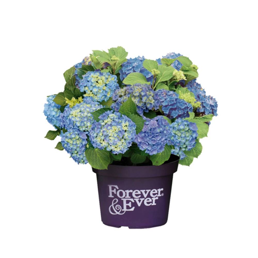 Hortensia Forever&Ever® Bleu, Hydrangea macrophylla à fleurs Bleue - feuillage Caduc - Pot de 12L - 50/60 cm- hauteur à maturité De 1,00 m à 1,50 m - Image 1