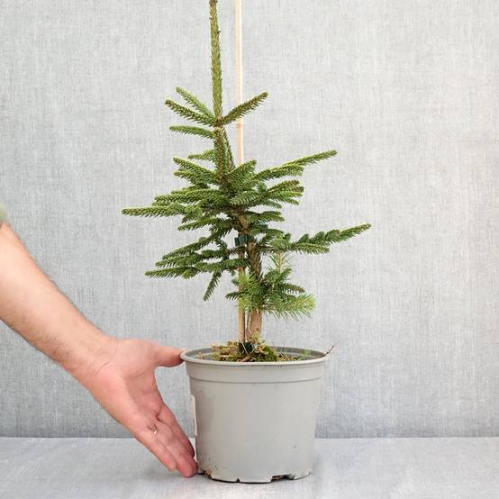 Picea orientalis Summergold - Sapinette d'Orient Pot de 3L/4L - Image 2
