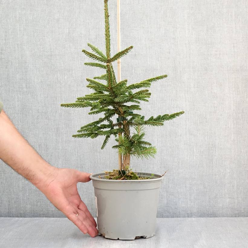 Picea orientalis Summergold - Sapinette d'Orient Pot de 3L/4L - Image 2