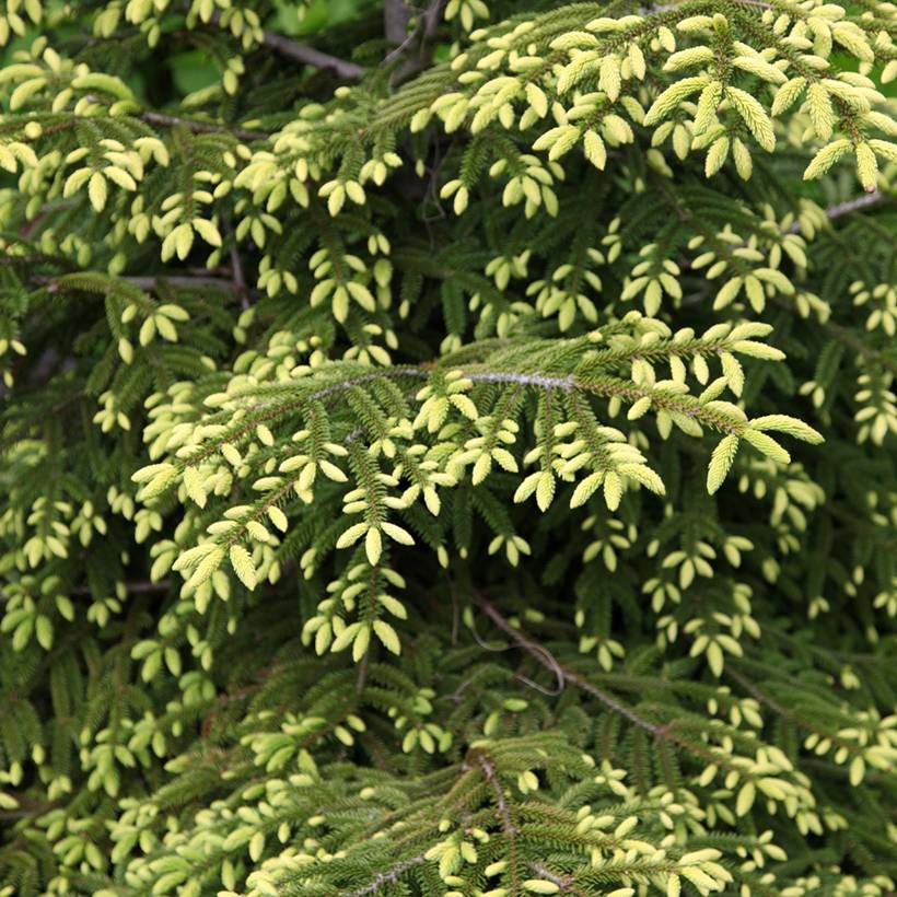 Picea orientalis Summergold - Sapinette d'Orient Pot de 3L/4L - Image 1