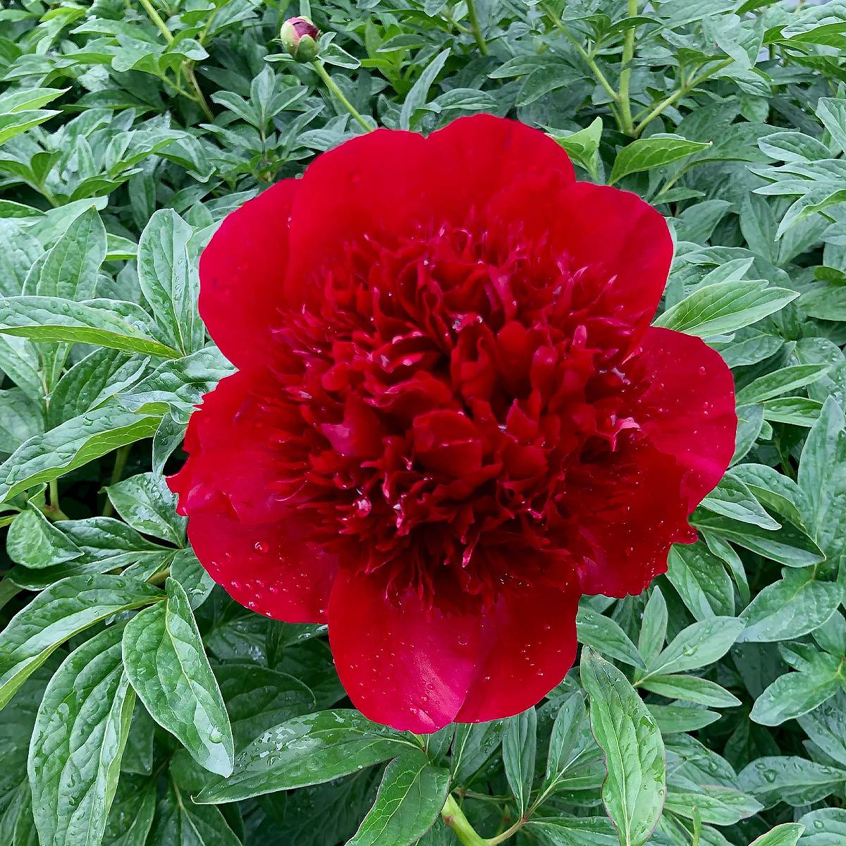 Promesse de Fleurs - Pivoine lactiflora Red Charm Pot de 3L/4L
