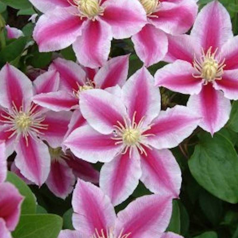 Clématite Angela® 'zoang' à fleurs Blanche - feuillage Caduc - Pot de 2L - Tuteur bambou 60/90 cm-  hauteur à maturité De 2,50 m à 3,00 m - Image 5