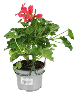Géranium lierre simple  pot de 10,5cm