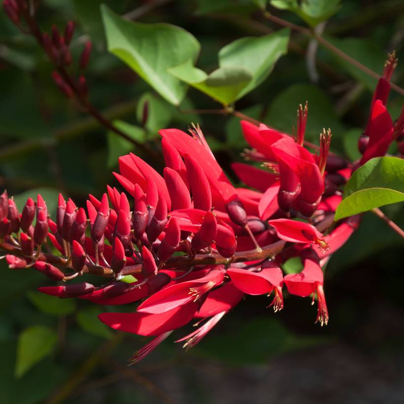 Erythrina x bidwillii - Arbre corail Pot de 2L/3L - Image 1